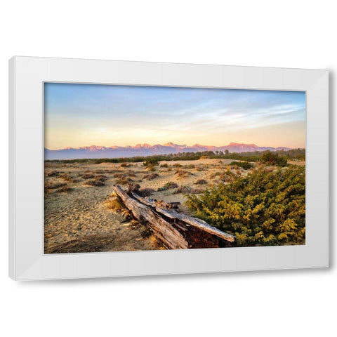 Italy-Riserva Naturale di Massaciuccoli San Rossore-protected coastal forest in Tuscan White Modern Wood Framed Art Print by Molinari, Michele