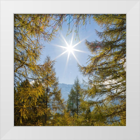 Mountain forest with European Larch-Larix decidua-in the dolomites of South Tyrol-Alto Adige in the White Modern Wood Framed Art Print by Zwick, Martin