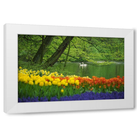 Netherlands, Lisse White swans on pond in spring White Modern Wood Framed Art Print by Satushek, Steve