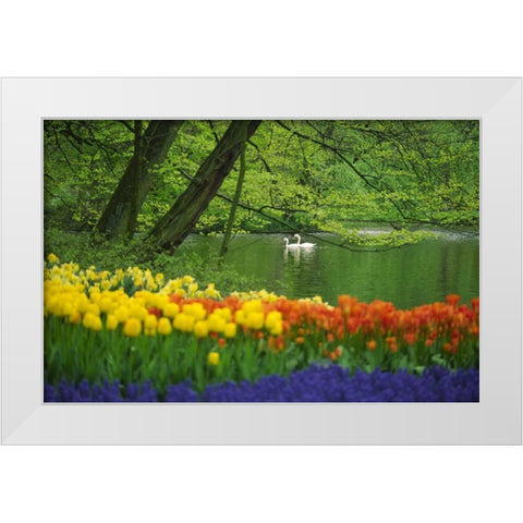 Netherlands, Lisse White swans on pond in spring White Modern Wood Framed Art Print by Satushek, Steve