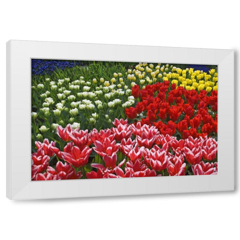 Netherlands, Lisse Tulips and other flowers White Modern Wood Framed Art Print by Flaherty, Dennis