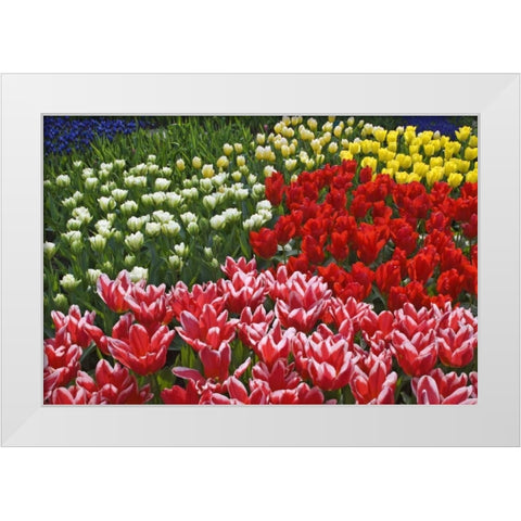 Netherlands, Lisse Tulips and other flowers White Modern Wood Framed Art Print by Flaherty, Dennis