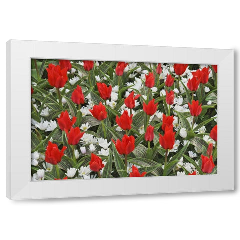 Netherlands, Lisse Tulips and other flowers White Modern Wood Framed Art Print by Flaherty, Dennis