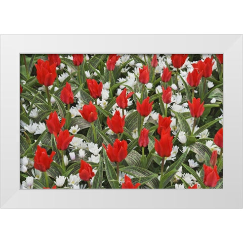 Netherlands, Lisse Tulips and other flowers White Modern Wood Framed Art Print by Flaherty, Dennis