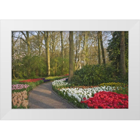 Netherlands, Lisse Path through garden flowers White Modern Wood Framed Art Print by Flaherty, Dennis