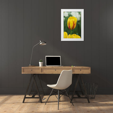 Netherlands, Lisse Tulip variety White Modern Wood Framed Art Print by Flaherty, Dennis
