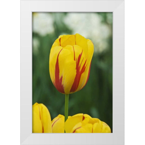 Netherlands, Lisse Tulip variety White Modern Wood Framed Art Print by Flaherty, Dennis