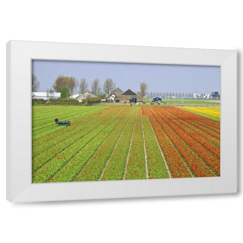 Netherlands, Lisse Tulip farm flower fields White Modern Wood Framed Art Print by Flaherty, Dennis
