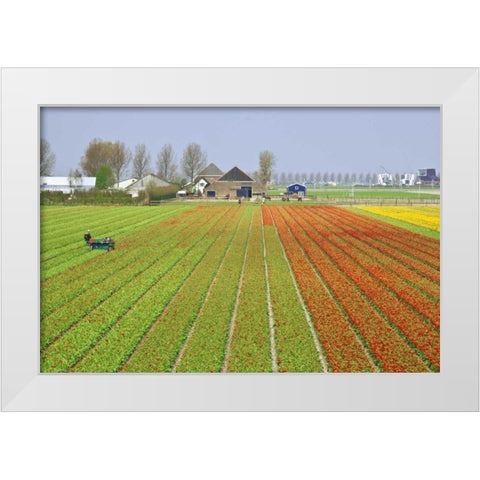 Netherlands, Lisse Tulip farm flower fields White Modern Wood Framed Art Print by Flaherty, Dennis