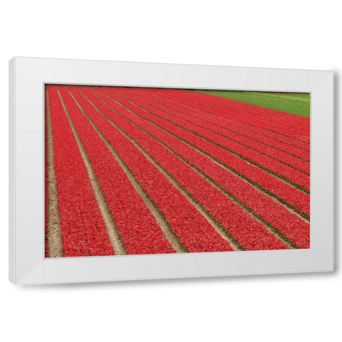 Netherlands, Lisse Red tulips on a flower farm White Modern Wood Framed Art Print by Flaherty, Dennis