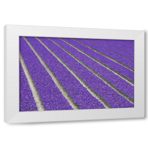 Netherlands, Lisse Purple tulips being grown White Modern Wood Framed Art Print by Flaherty, Dennis