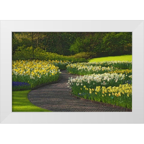 Netherlands, Lisse Path through daffodils White Modern Wood Framed Art Print by Flaherty, Dennis