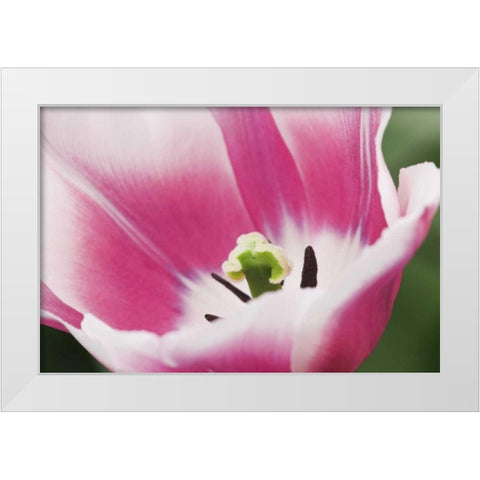 Holland, Lisse, Close up of a pink tulip White Modern Wood Framed Art Print by Flaherty, Dennis