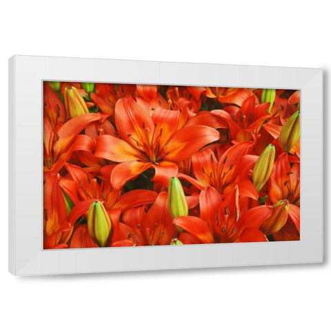 Holland, Lisse Orange lilies in the gardens White Modern Wood Framed Art Print by Flaherty, Dennis