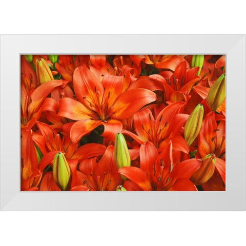 Holland, Lisse Orange lilies in the gardens White Modern Wood Framed Art Print by Flaherty, Dennis