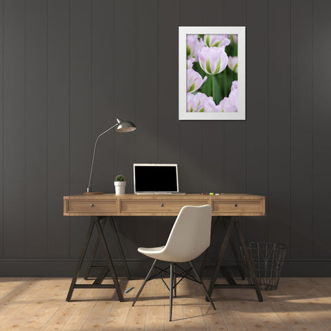 Holland, Lisse, Close up of pink tulips White Modern Wood Framed Art Print by Flaherty, Dennis