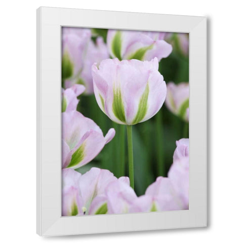 Holland, Lisse, Close up of pink tulips White Modern Wood Framed Art Print by Flaherty, Dennis