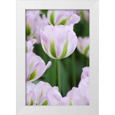 Holland, Lisse, Close up of pink tulips White Modern Wood Framed Art Print by Flaherty, Dennis