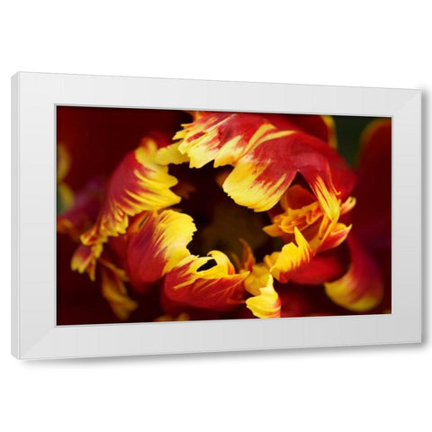 Europe, Netherlands, Lisse Parrot tulip close-up White Modern Wood Framed Art Print by Bush, Marie