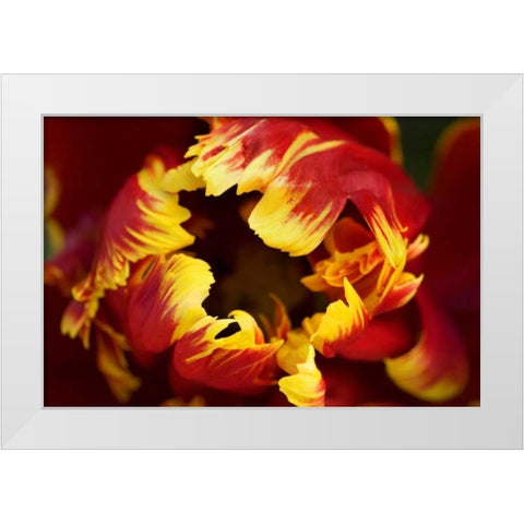 Europe, Netherlands, Lisse Parrot tulip close-up White Modern Wood Framed Art Print by Bush, Marie
