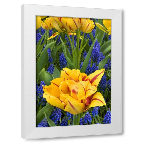 Netherlands, Lisse Tulips and grape hyacinth White Modern Wood Framed Art Print by Bush, Marie