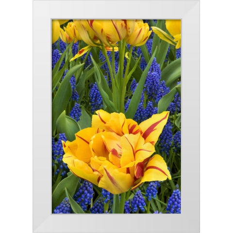 Netherlands, Lisse Tulips and grape hyacinth White Modern Wood Framed Art Print by Bush, Marie