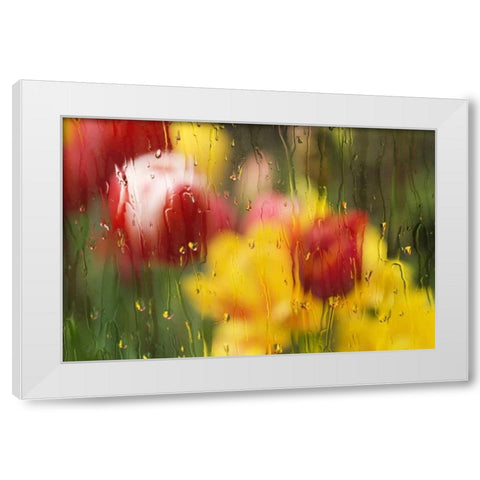 Europe, Netherlands Tulips through a wet window White Modern Wood Framed Art Print by Bush, Marie