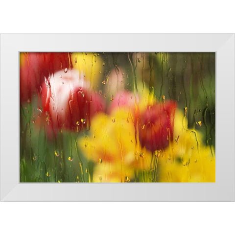 Europe, Netherlands Tulips through a wet window White Modern Wood Framed Art Print by Bush, Marie