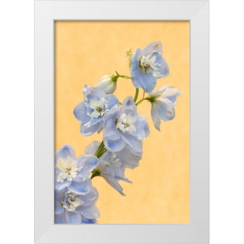 Netherlands, Venlo Delphinium parfait flowers White Modern Wood Framed Art Print by Bush, Marie