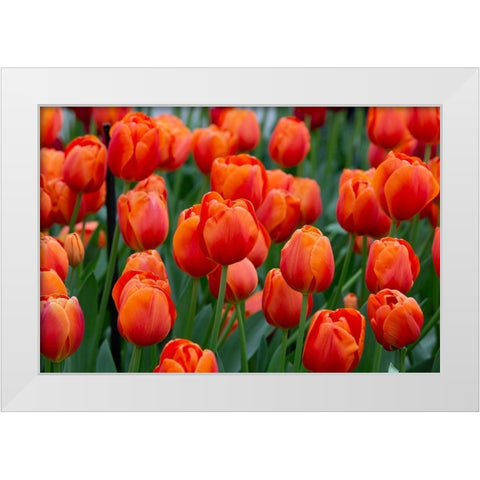 Netherlands-Holland Orange tulips at Keukenhof Gardens  White Modern Wood Framed Art Print by Jaynes Gallery