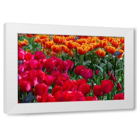 Netherlands Red tulips at Keukenhof Gardens  White Modern Wood Framed Art Print by Jaynes Gallery