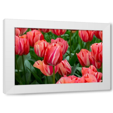 Netherlands-Holland Pink tulips at Keukenhof Gardens  White Modern Wood Framed Art Print by Jaynes Gallery
