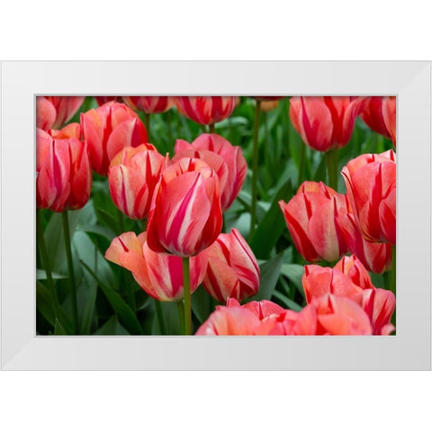 Netherlands-Holland Pink tulips at Keukenhof Gardens  White Modern Wood Framed Art Print by Jaynes Gallery