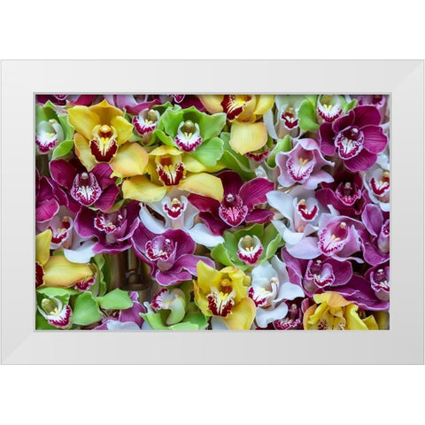 Netherlands Orchids on display at Keukenhof Gardens  White Modern Wood Framed Art Print by Jaynes Gallery