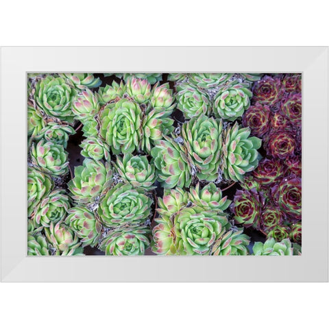 Netherlands-Amsterdam Close-up of succulents  White Modern Wood Framed Art Print by Jaynes Gallery