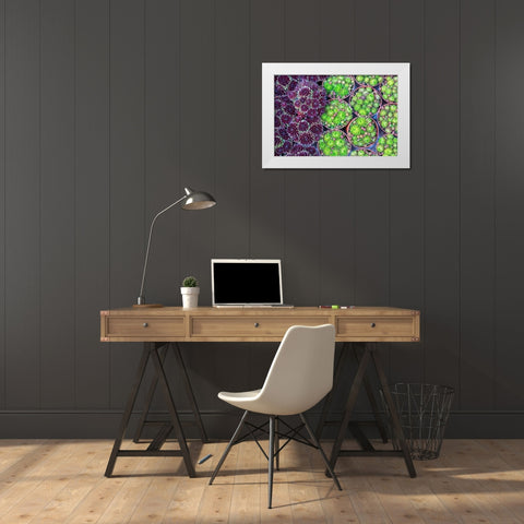Netherlands-Amsterdam Close-up of succulents  White Modern Wood Framed Art Print by Jaynes Gallery