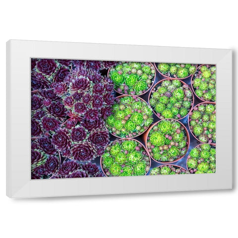Netherlands-Amsterdam Close-up of succulents  White Modern Wood Framed Art Print by Jaynes Gallery