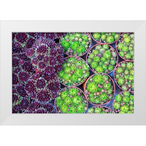 Netherlands-Amsterdam Close-up of succulents  White Modern Wood Framed Art Print by Jaynes Gallery