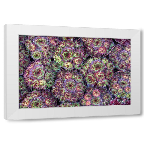 Netherlands-Amsterdam Close-up of succulents  White Modern Wood Framed Art Print by Jaynes Gallery