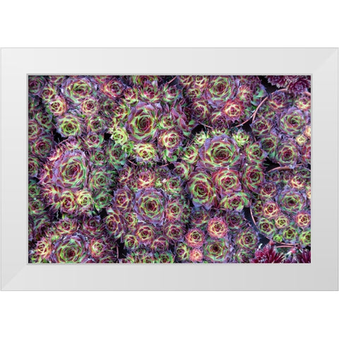 Netherlands-Amsterdam Close-up of succulents  White Modern Wood Framed Art Print by Jaynes Gallery