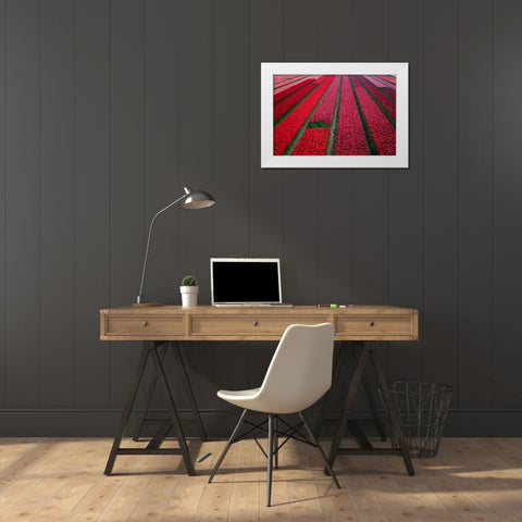 Europe-The Netherlands-Tulip field in the Beemster area White Modern Wood Framed Art Print by Jaynes Gallery