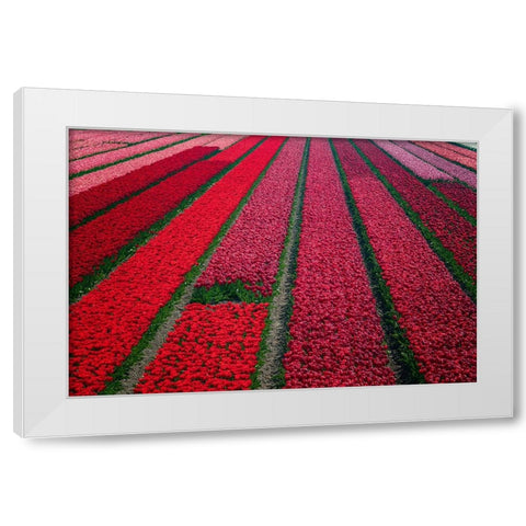 Europe-The Netherlands-Tulip field in the Beemster area White Modern Wood Framed Art Print by Jaynes Gallery
