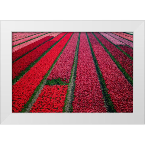 Europe-The Netherlands-Tulip field in the Beemster area White Modern Wood Framed Art Print by Jaynes Gallery