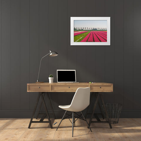 Europe-The Netherlands-Tulip field in the Beemster area White Modern Wood Framed Art Print by Jaynes Gallery