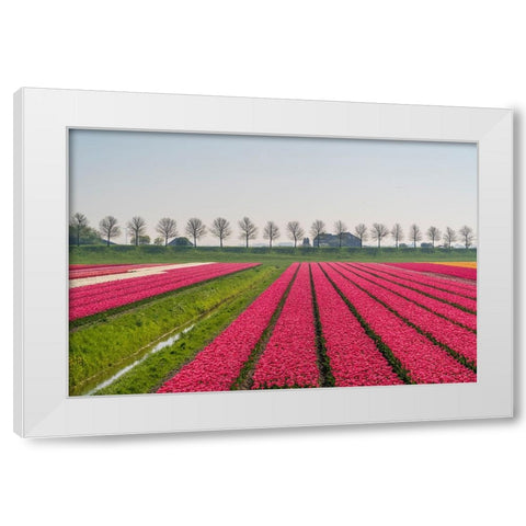 Europe-The Netherlands-Tulip field in the Beemster area White Modern Wood Framed Art Print by Jaynes Gallery