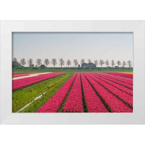 Europe-The Netherlands-Tulip field in the Beemster area White Modern Wood Framed Art Print by Jaynes Gallery