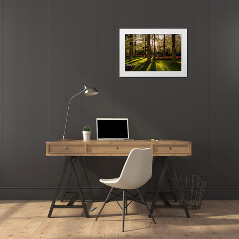 Europe-The Netherlands-Lisse-Keukenhof Gardens at sunrise White Modern Wood Framed Art Print by Jaynes Gallery