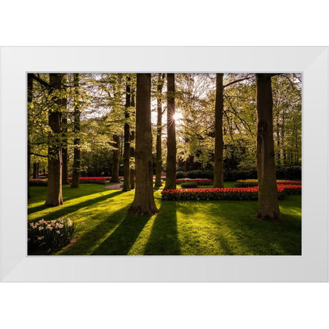 Europe-The Netherlands-Lisse-Keukenhof Gardens at sunrise White Modern Wood Framed Art Print by Jaynes Gallery