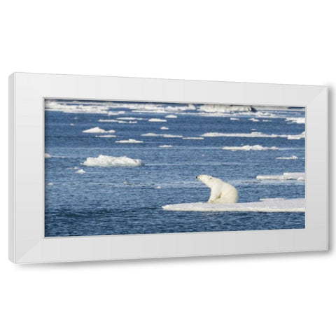 Norway, Svalbard Polar bear sitting in sun White Modern Wood Framed Art Print by Young, Bill