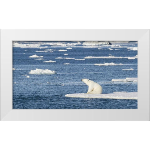 Norway, Svalbard Polar bear sitting in sun White Modern Wood Framed Art Print by Young, Bill